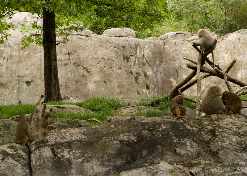 baboons