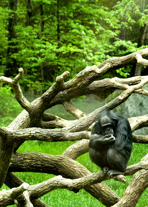 chimp in tree