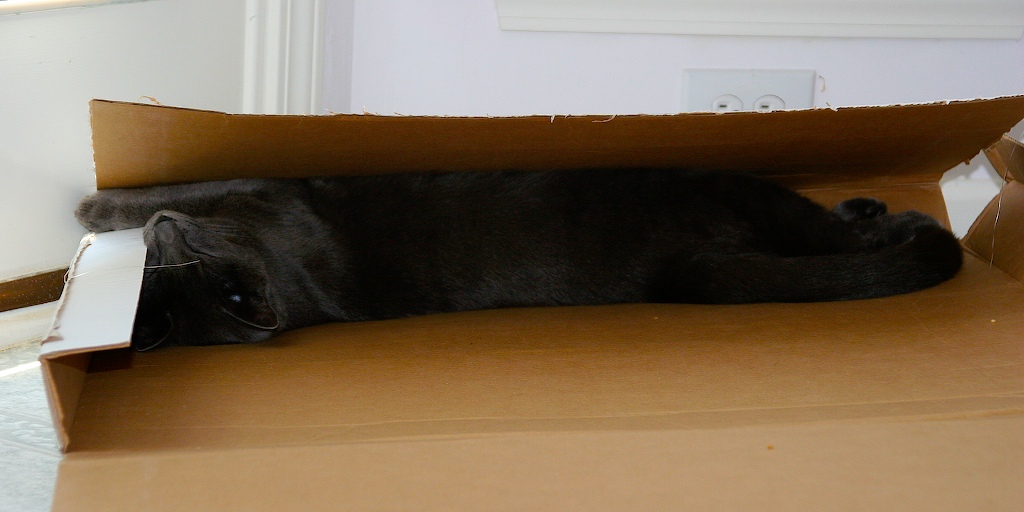 cat