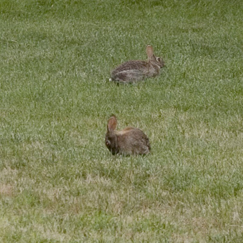 more bunnies!